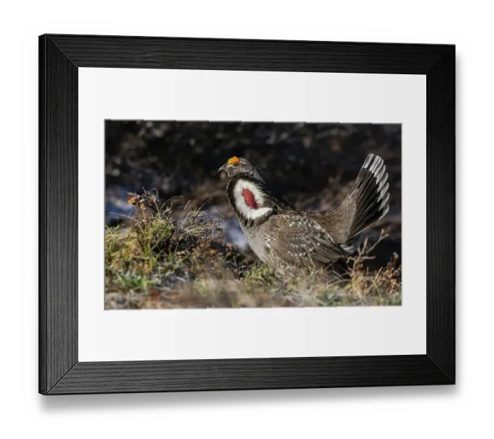 Framed Print : Dusky grouse, courtship display, trying to impress a nearby female grouse. USA, Colorado