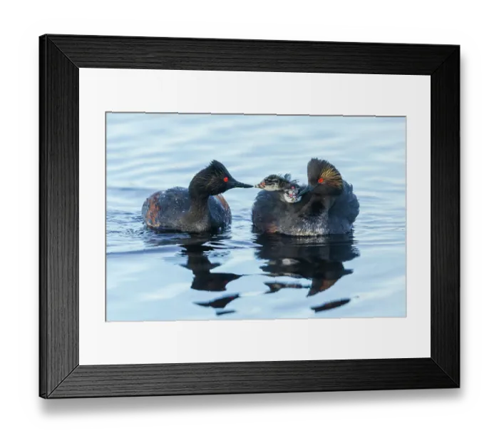 Framed Print : Eared grebe family, parent feeding chicks. USA, Colorado Framed Print : Eared grebe family, parent feeding chicks. USA, Colorado