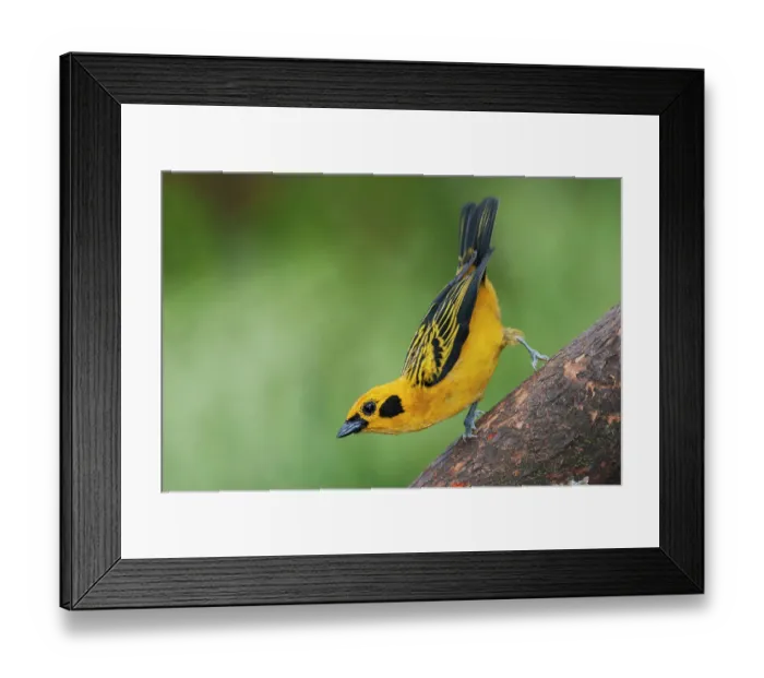 Framed Print : South America, Ecuador. Cloud Forest, golden tanager Framed Print : South America, Ecuador. Cloud Forest, golden tanager