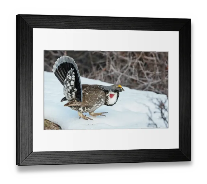 Framed Print : Dusky grouse in courtship display, trying to impress a nearby female grouse. USA, Colorado Framed Print : Dusky grouse in courtship display, trying to impress a nearby female grouse. USA, Colorado