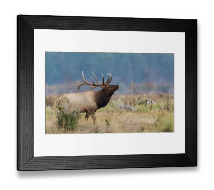 Framed Print : Rocky Mountain bull elk