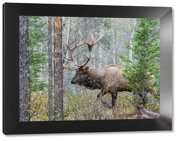 Canada, Alberta, National Park, bull elk, on the move
