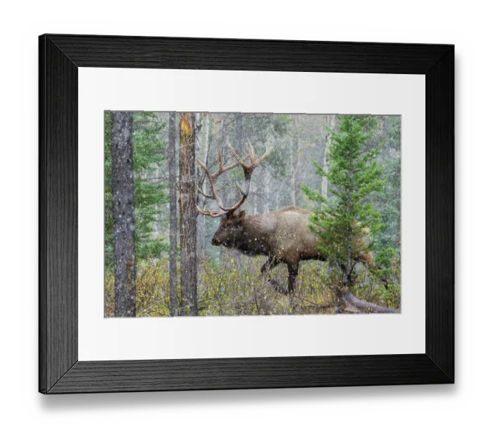 Framed Print : Canada, Alberta, National Park, bull elk, on the move Framed Print : Canada, Alberta, National Park, bull elk, on the move