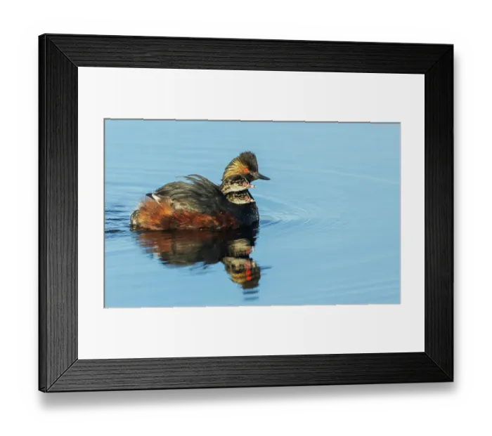 Framed Print : Eared grebe parent giving chicks a ride. USA, Colorado