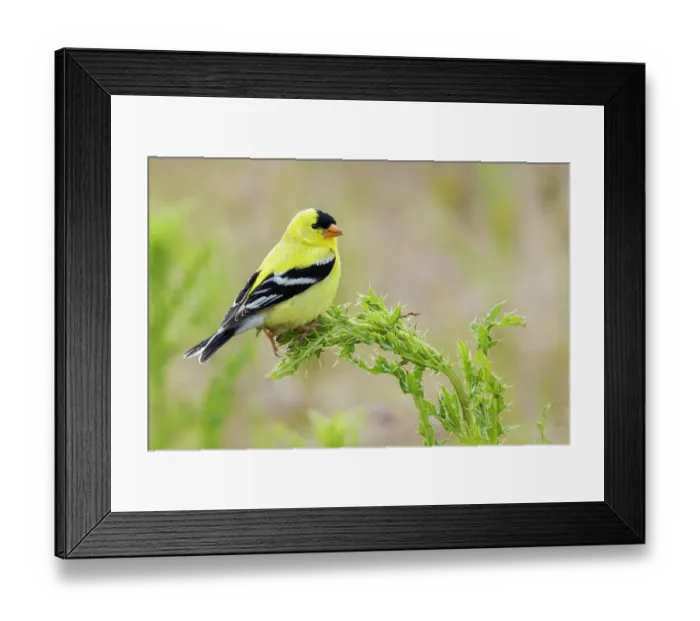 Framed Print : American goldfinch atop thistle buds, USA, Washington State Framed Print : American goldfinch atop thistle buds, USA, Washington State