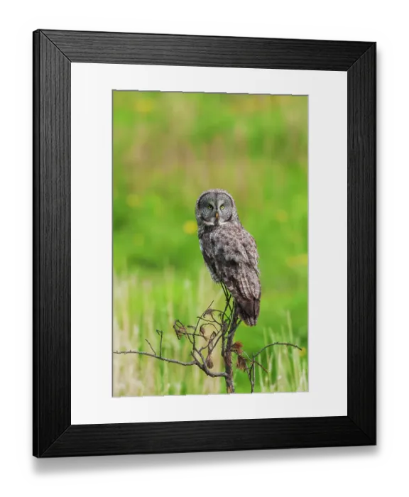 Framed Print : USA, Yellowstone National Park, Wyoming, great gray owl, spring time hunting perch Framed Print : USA, Yellowstone National Park, Wyoming, great gray owl, spring time hunting perch