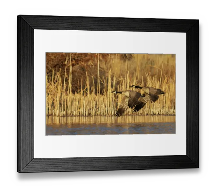 Framed Print : USA, Idaho, Snake River Canyon, Canada geese pair Framed Print : USA, Idaho, Snake River Canyon, Canada geese pair