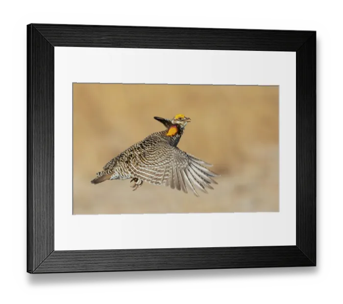Framed Print : Greater prairie chicken flying, eastern Colorado plains, USA