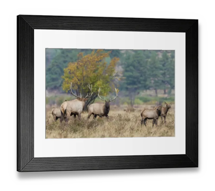 Framed Print : USA, Colorado, Rocky Mountain National Park, bull elk confrontation Framed Print : USA, Colorado, Rocky Mountain National Park, bull elk confrontation