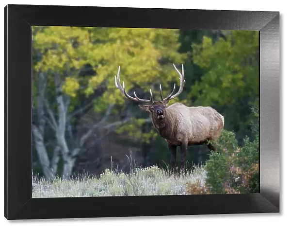 Rocky Mountain bull elk, aspen tree