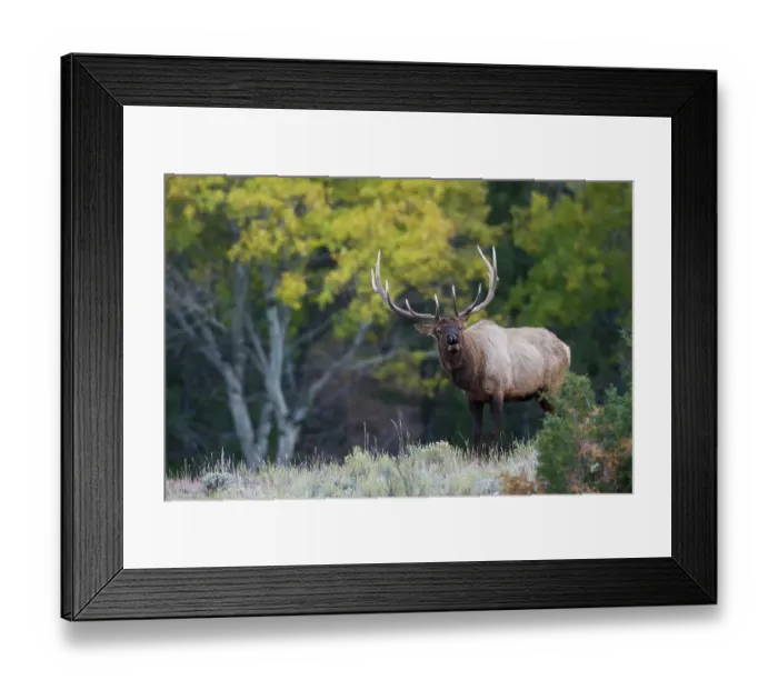 Framed Print : Rocky Mountain bull elk, aspen tree Framed Print : Rocky Mountain bull elk, aspen tree