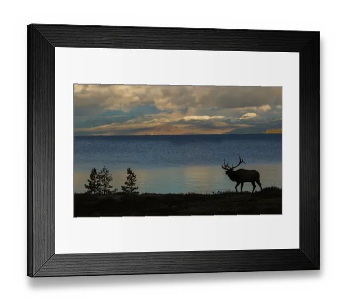 Framed Print : Bull elk silhouette at Yellowstone, Wyoming, USA Framed Print : Bull elk silhouette at Yellowstone, Wyoming, USA