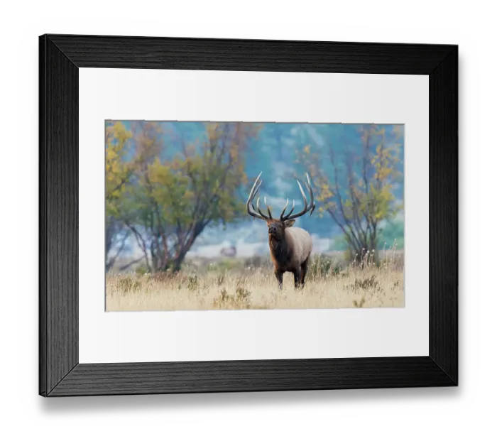 Framed Print : Colorado bull elk in Autumn mountain meadow, USA Framed Print : Colorado bull elk in Autumn mountain meadow, USA