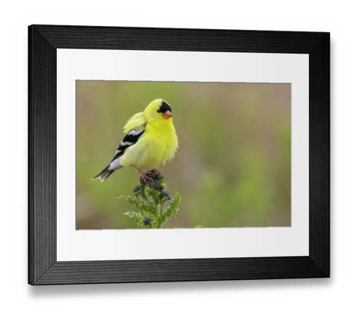 Framed Print : American goldfinch atop thistle buds, USA, Washington State Framed Print : American goldfinch atop thistle buds, USA, Washington State