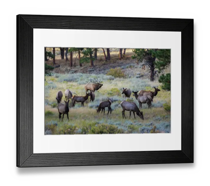 Framed Print : Bull elk with herd of cows