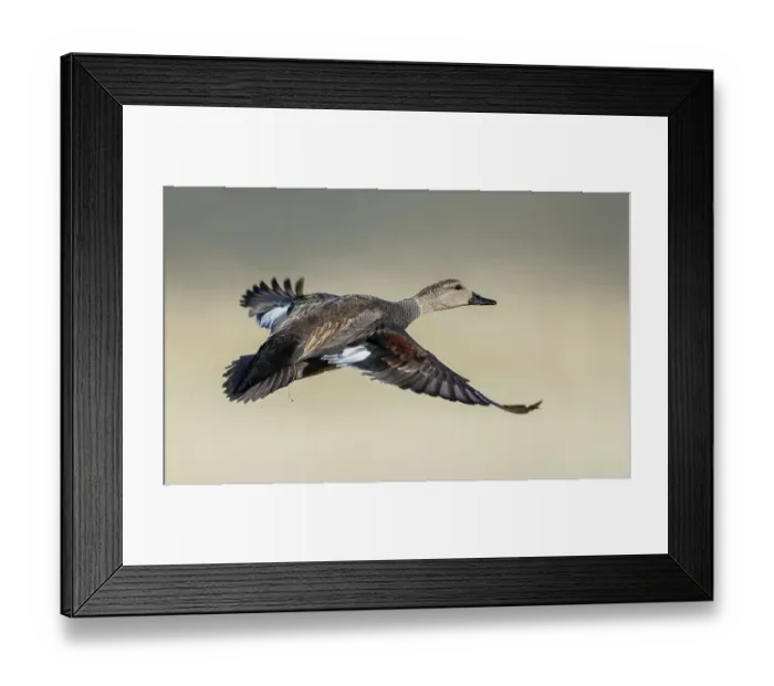 Framed Print : Gadwall duck flying, Colorado wetlands, USA Framed Print : Gadwall duck flying, Colorado wetlands, USA