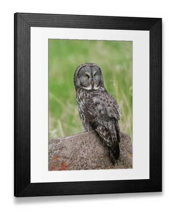 Framed Print : USA, Yellowstone, National Park, Wyoming, great gray owl, spring time hunting perch Framed Print : USA, Yellowstone, National Park, Wyoming, great gray owl, spring time hunting perch