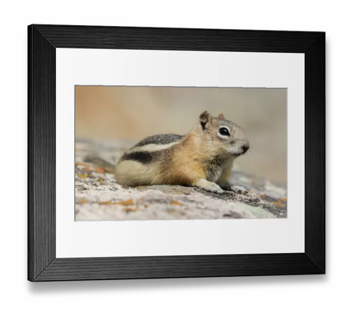 Framed Print : Golden-mantled ground squirrel