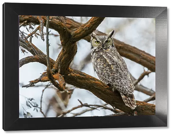 USA, Oregon, Malheur National Wildlife Refuge, great horned owl looking back