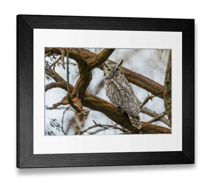 Framed Print : USA, Oregon, Malheur National Wildlife Refuge, great horned owl looking back Framed Print : USA, Oregon, Malheur National Wildlife Refuge, great horned owl looking back