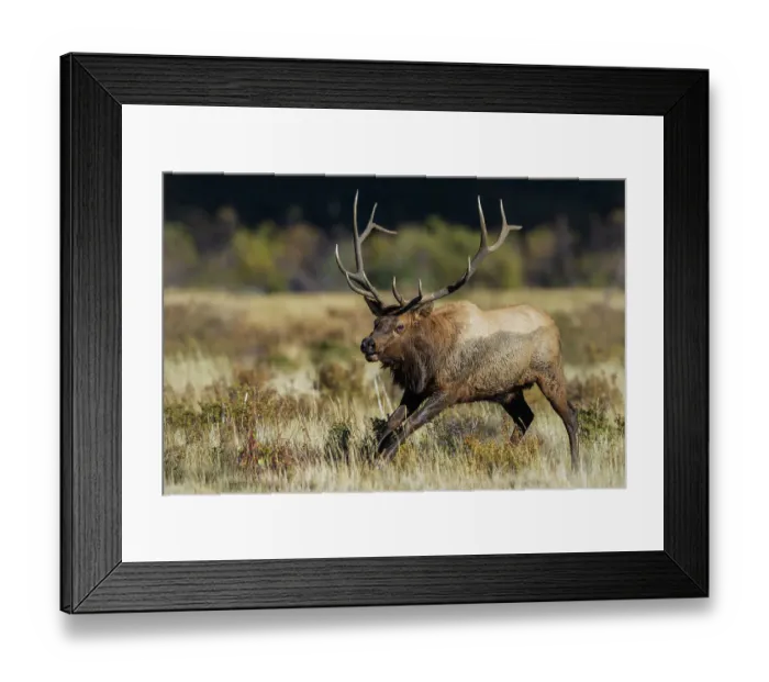 Framed Print : Bull elk chasing nearby rival. USA, Colorado, Rocky mountain meadow