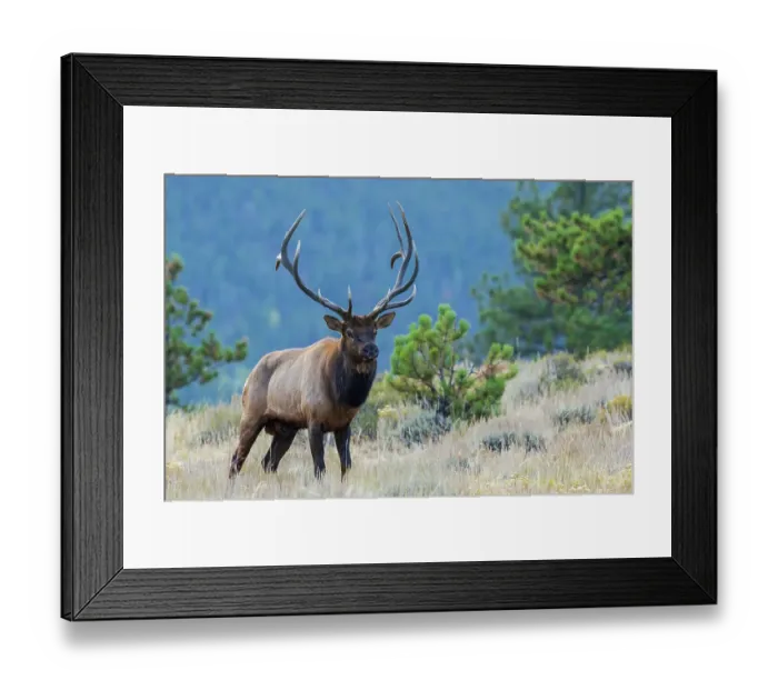 Framed Print : Rocky Mountain bull elk Framed Print : Rocky Mountain bull elk