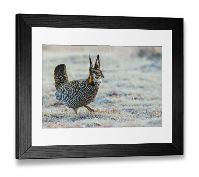 Framed Print : Greater prairie chicken, strolling its territory, Colorado eastern plains, USA