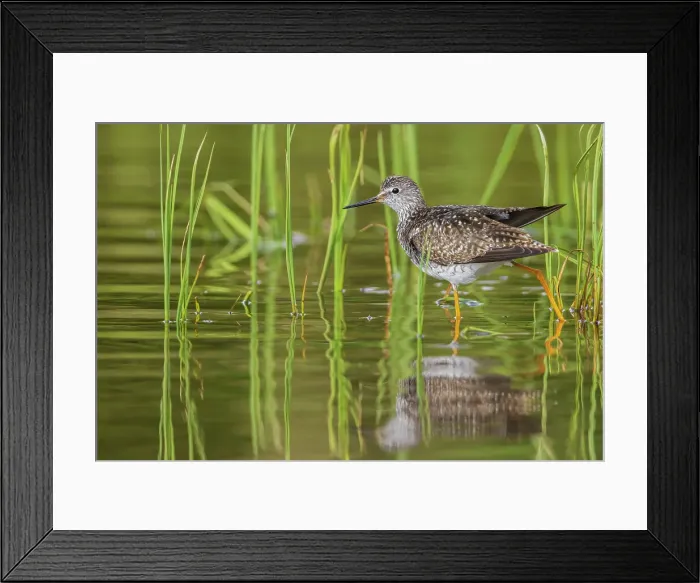 Framed Print : Greater yellowlegs stretching Framed Print : Greater yellowlegs stretching