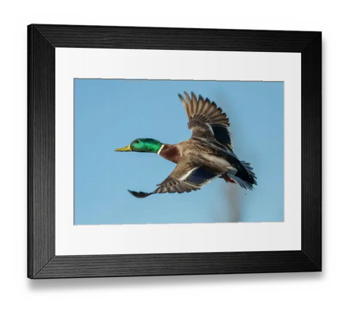 Framed Print : USA, Washington State. Nisqually National Wildlife Refuge, mallard drake flying