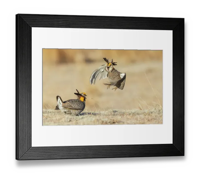 Framed Print : Greater prairie chickens, territorial dispute, eastern Colorado plains, USA Framed Print : Greater prairie chickens, territorial dispute, eastern Colorado plains, USA
