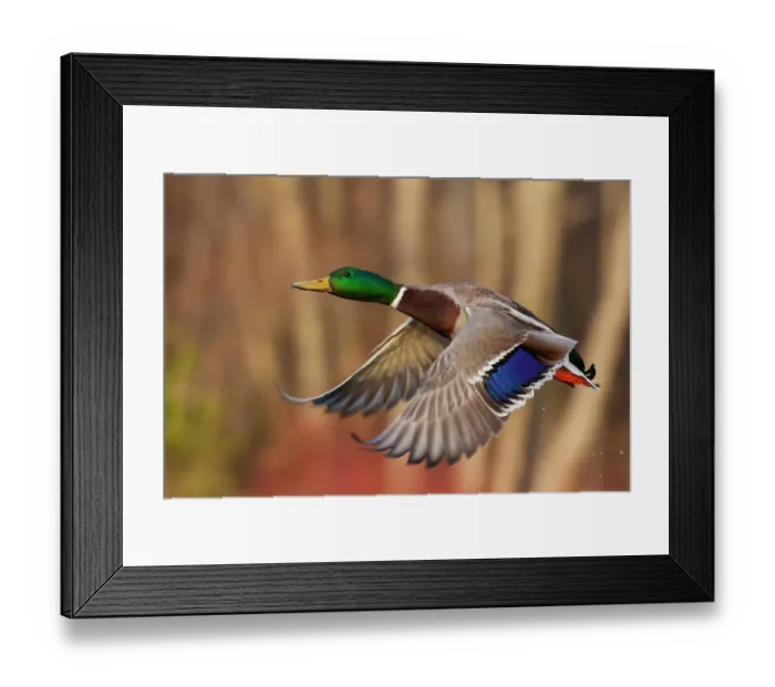 Framed Print : USA, Washington State. Nisqually National Wildlife Refuge, mallard drake flying