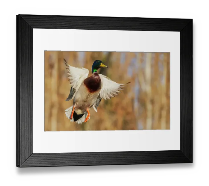 Framed Print : USA, Washington State. Nisqually National Wildlife Refuge, mallard drake flying Framed Print : USA, Washington State. Nisqually National Wildlife Refuge, mallard drake flying