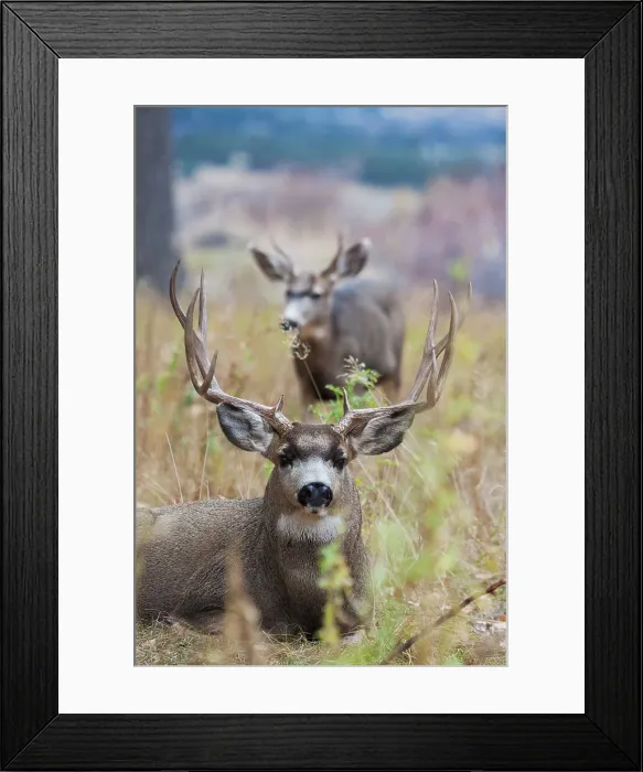 Framed Print : Alert mule deer buck resting. Montana, USA Framed Print : Alert mule deer buck resting. Montana, USA