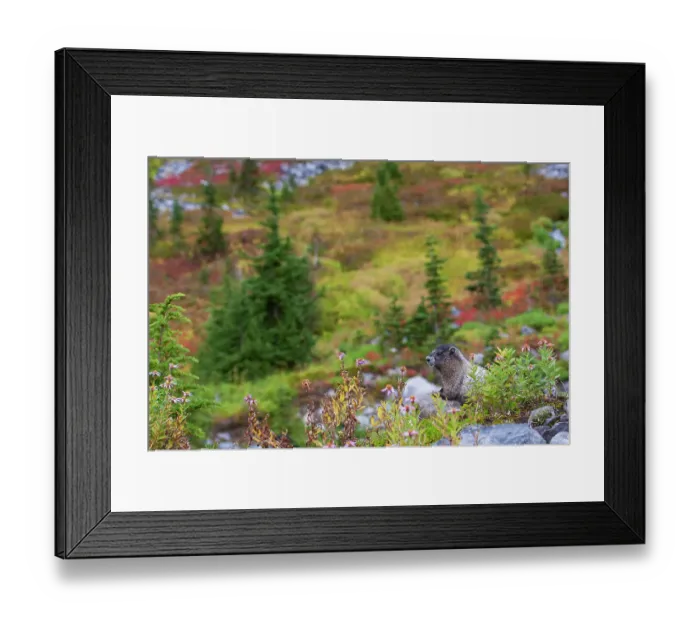 Framed Print : Hoary marmot Framed Print : Hoary marmot