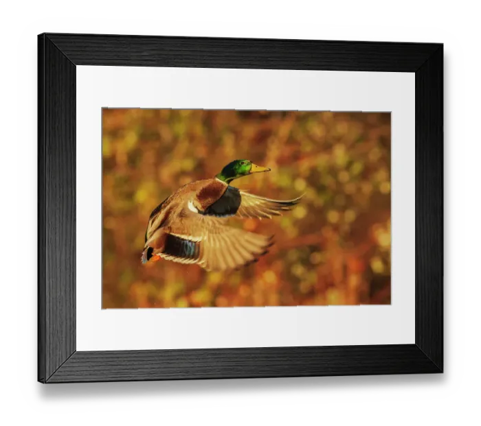 Framed Print : USA, Washington State. Nisqually National Wildlife Refuge, mallard drake flying