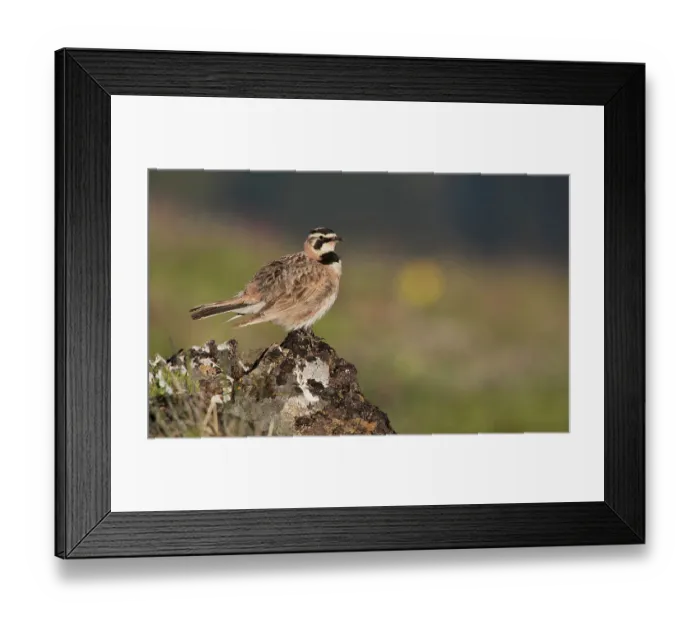 Framed Print : Horned lark on the lookout, alpine habitat, Washington State, USA Framed Print : Horned lark on the lookout, alpine habitat, Washington State, USA