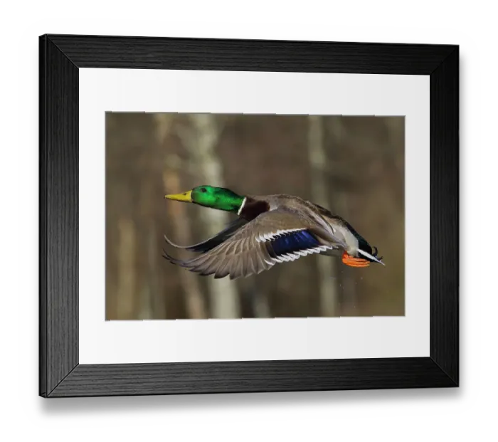 Framed Print : Mallard drake flying Framed Print : Mallard drake flying