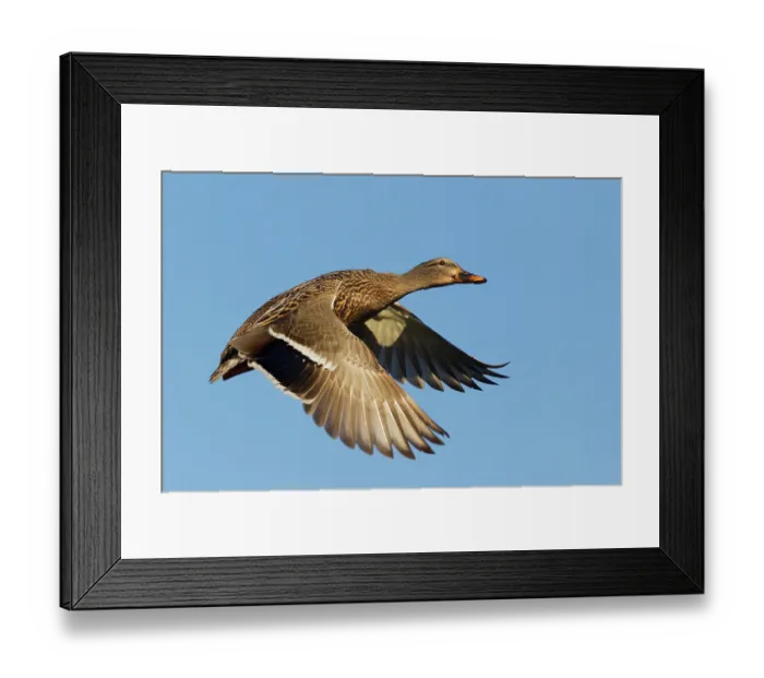 Framed Print : USA, Washington State. Nisqually National Wildlife Refuge, mallard hen in flight Framed Print : USA, Washington State. Nisqually National Wildlife Refuge, mallard hen in flight