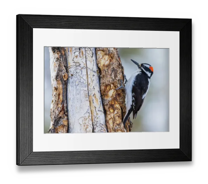 Framed Print : Hairy woodpecker Framed Print : Hairy woodpecker