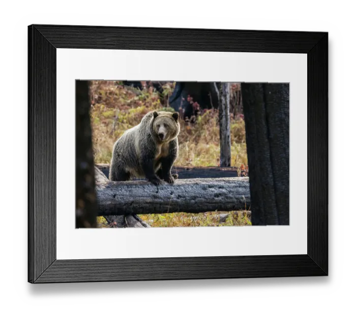 Framed Print : Grizzly bear (sow) Framed Print : Grizzly bear (sow)
