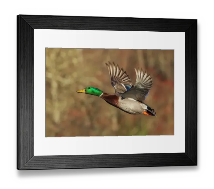 Framed Print : USA, Washington State. Nisqually National Wildlife Refuge, mallard drake, autumn flight Framed Print : USA, Washington State. Nisqually National Wildlife Refuge, mallard drake, autumn flight