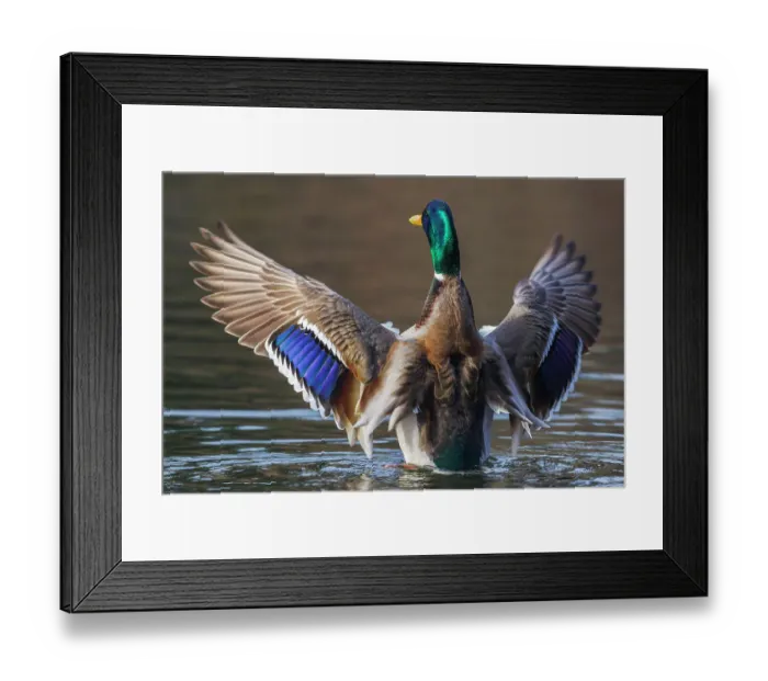 Framed Print : USA, Washington State. National Wildlife Refuge, mallard drake drying wings Framed Print : USA, Washington State. National Wildlife Refuge, mallard drake drying wings