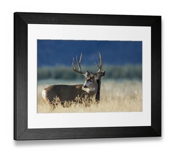 Framed Print : Alert mule deer buck and doe, Montana, USA