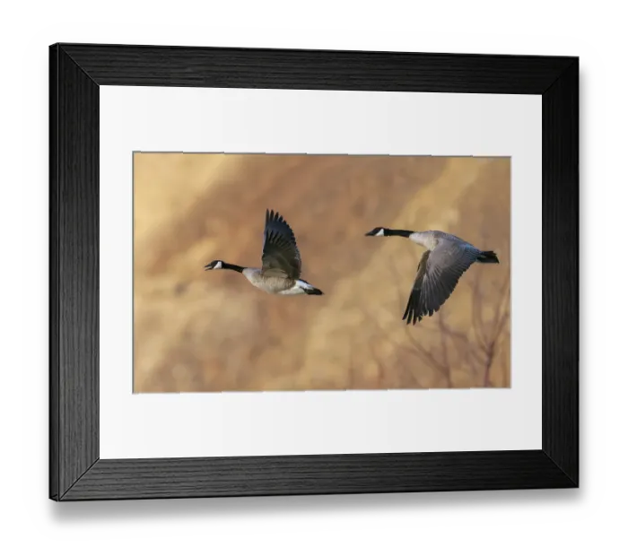 Framed Print : USA, Idaho, Snake River Canyon, Canada geese pair flying Framed Print : USA, Idaho, Snake River Canyon, Canada geese pair flying