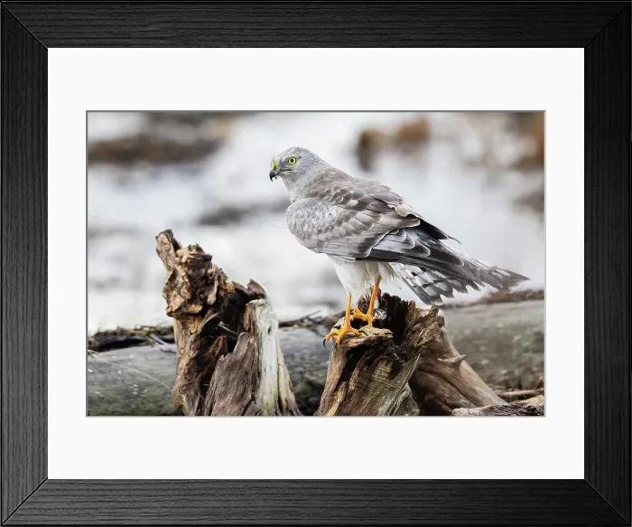 Framed Print : Canada, British Columbia, Boundary Bay, Northern harrier (male)