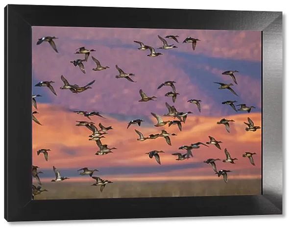 USA, California, Klamath Basin National Wildlife Refuge, flock of ducks at last light