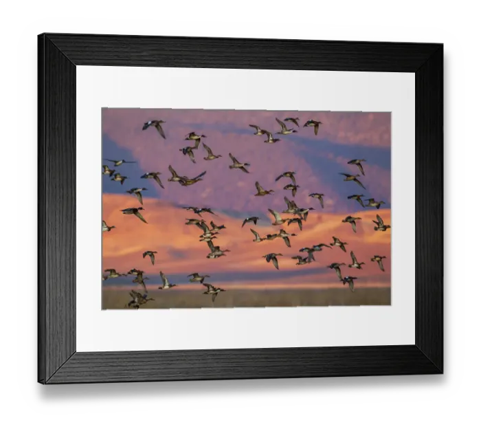 Framed Print : USA, California, Klamath Basin National Wildlife Refuge, flock of ducks at last light Framed Print : USA, California, Klamath Basin National Wildlife Refuge, flock of ducks at last light