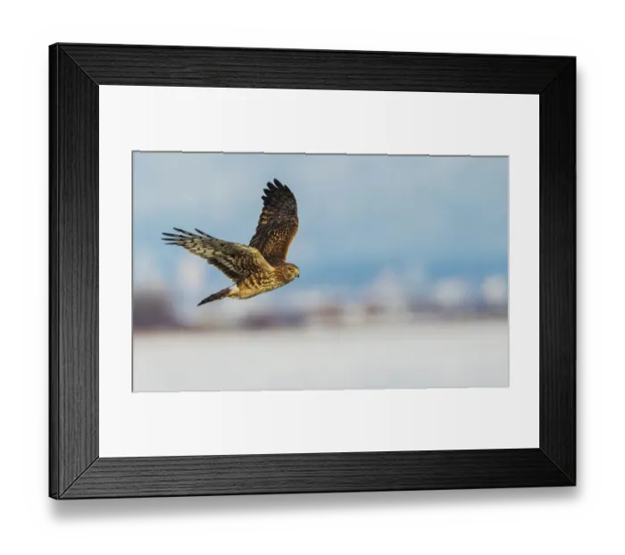 Framed Print : Canada, British Columbia, Boundary Bay, Northern harrier flyby Framed Print : Canada, British Columbia, Boundary Bay, Northern harrier flyby