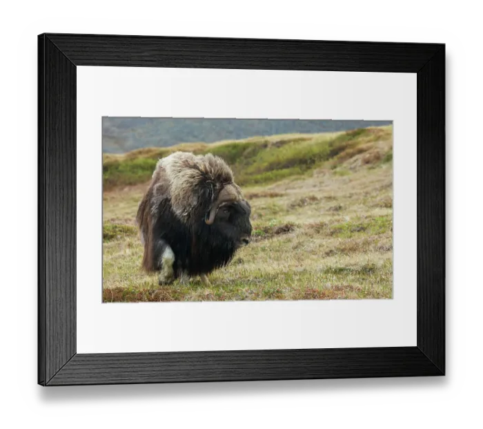 Framed Print : Musk ox, Arctic tundra Framed Print : Musk ox, Arctic tundra