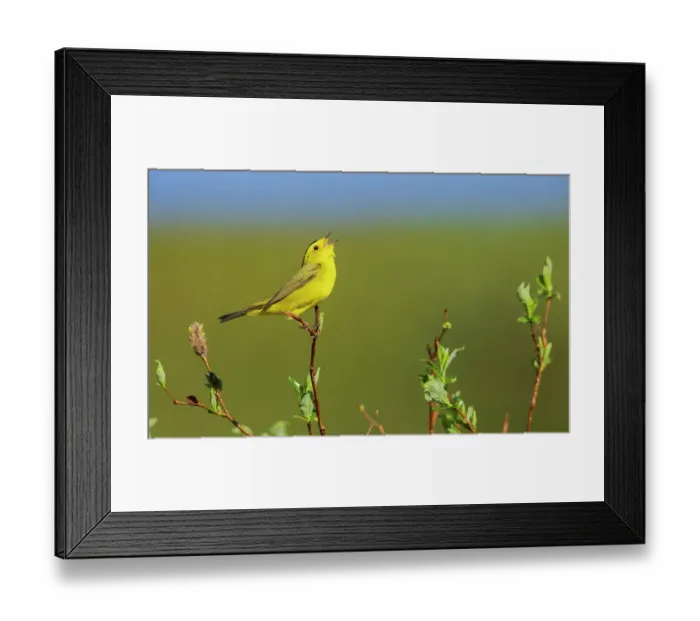 Framed Print : Wilson's warbler singing from willow perch, Alaska, USA Framed Print : Wilson's warbler singing from willow perch, Alaska, USA